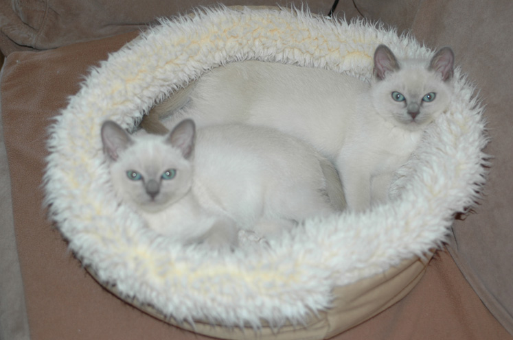 Tonkinese kittens