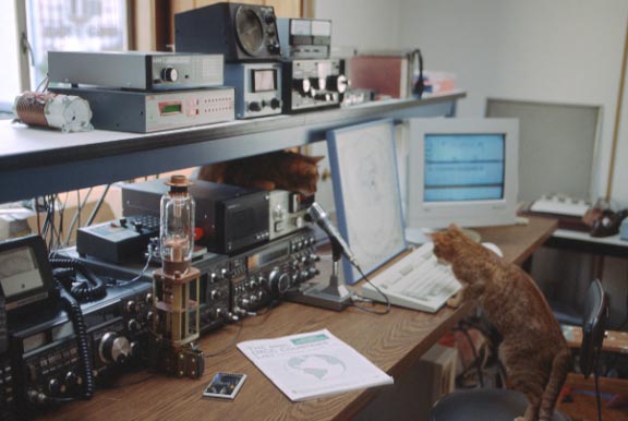 Cats on during contests